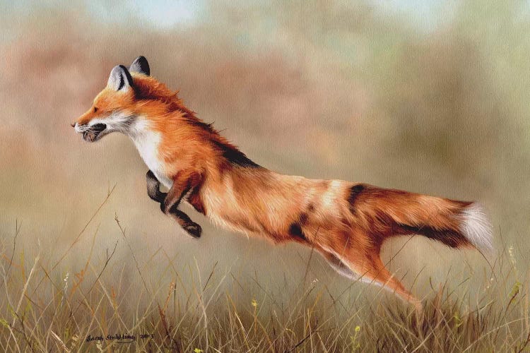 Red Fox by Sarah Stribbling wall art