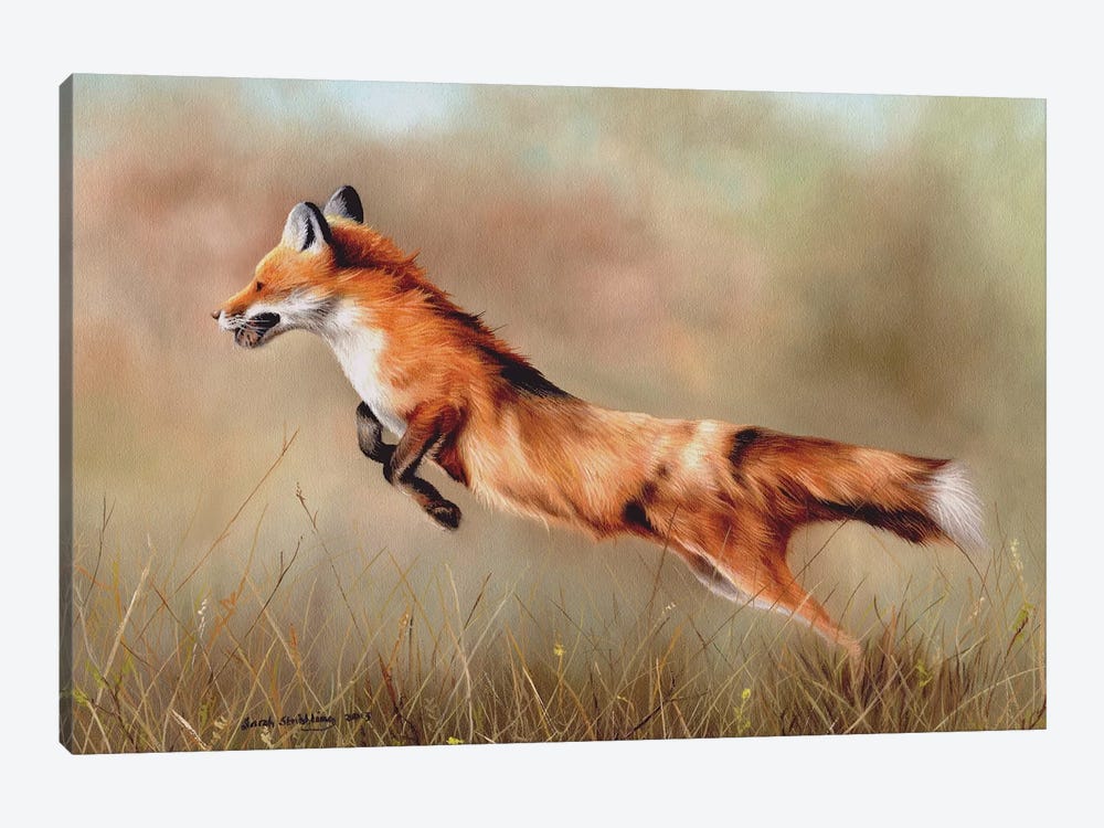 Red Fox by Sarah Stribbling 1-piece Canvas Art Print