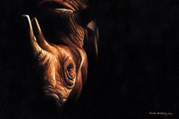 Rhinoceroses: Rhino Twilight by Sarah Stribbling