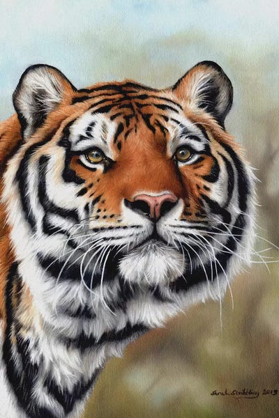 Siberian Tiger I by Sarah Stribbling framed wall art