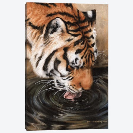 Siberian Tiger II Canvas Print #SAS86} by Sarah Stribbling Canvas Art