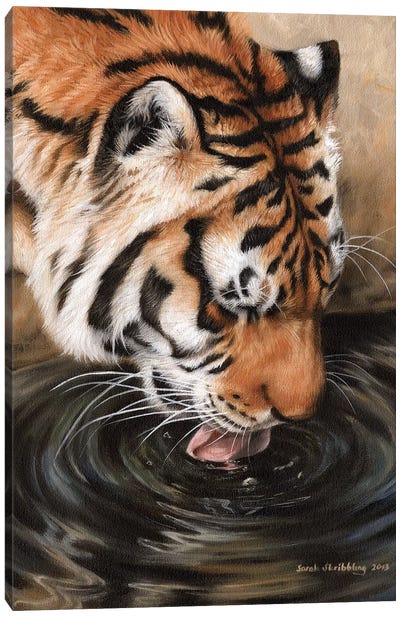 Siberian Tiger II Canvas Art Print - Sarah Stribbling