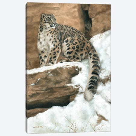 Snow Leopard I Canvas Print #SAS87} by Sarah Stribbling Canvas Wall Art