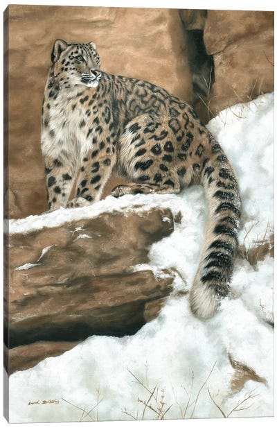 Snow Leopard I Canvas Art Print - Sarah Stribbling