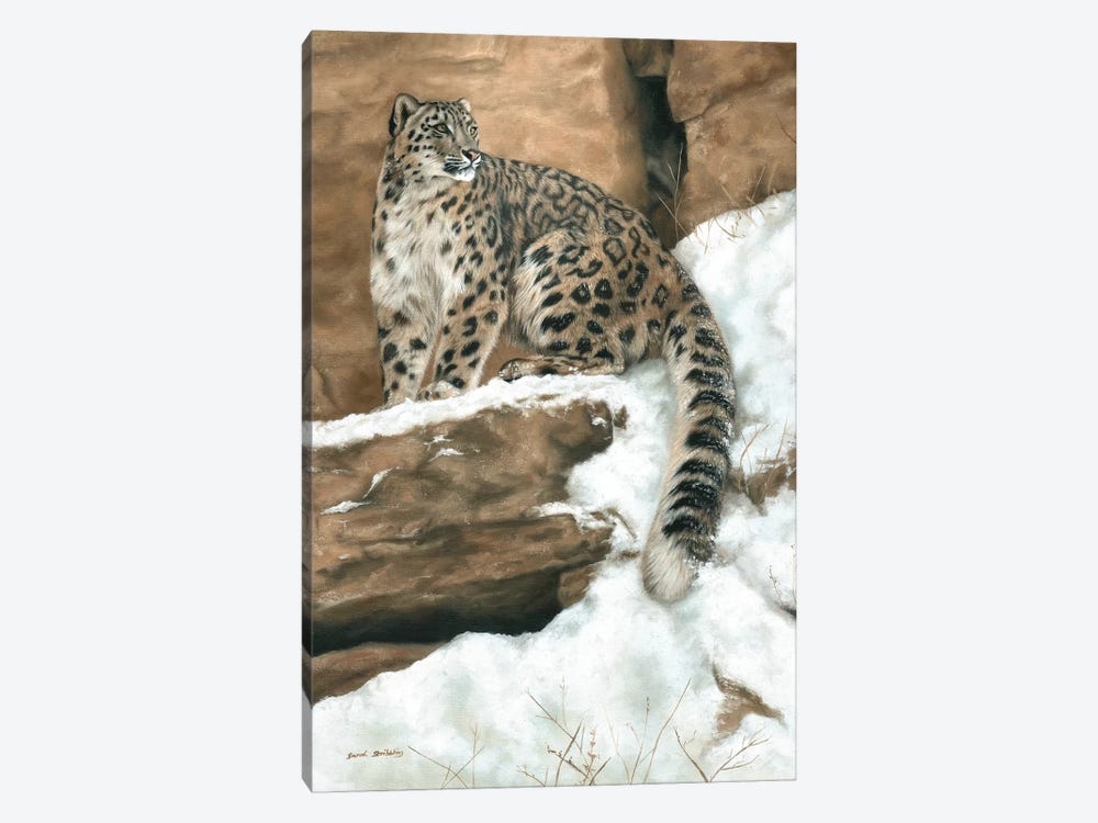 Snow Leopard I by Sarah Stribbling 1-piece Canvas Artwork