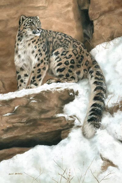 Leopards: Snow Leopard I by Sarah Stribbling