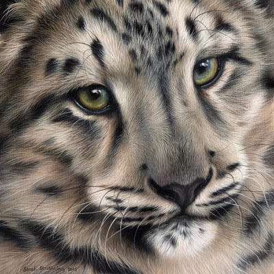 Snow Leopard II by Sarah Stribbling art print