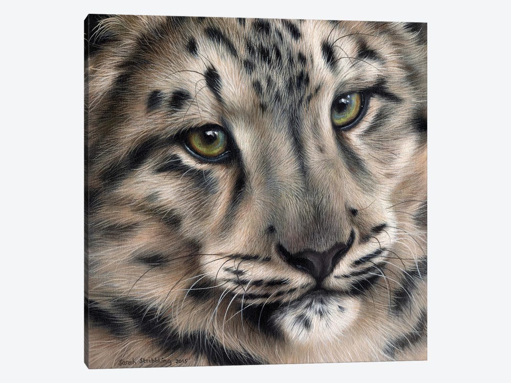 Snow Leopard II by Sarah Stribbling 1-piece Canvas Art Print