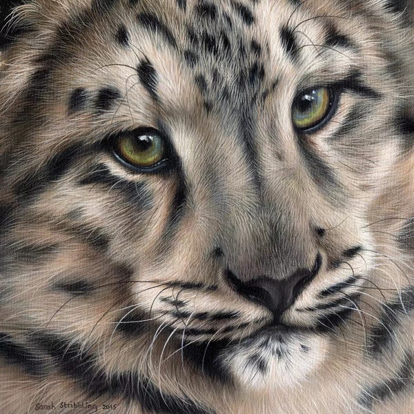 Leopards: Snow Leopard II by Sarah Stribbling