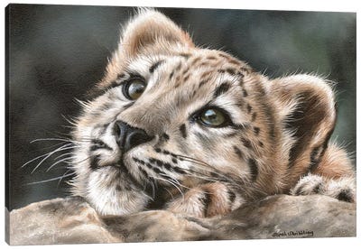 Snow Leopard Cub Canvas Art Print - Baby Animal Art