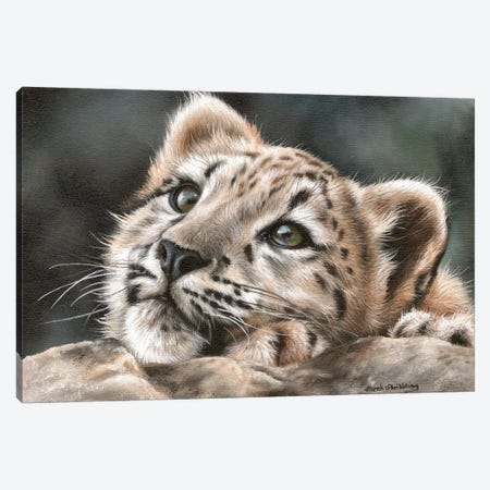 Snow Leopard Cub Canvas Print #SAS89} by Sarah Stribbling Art Print