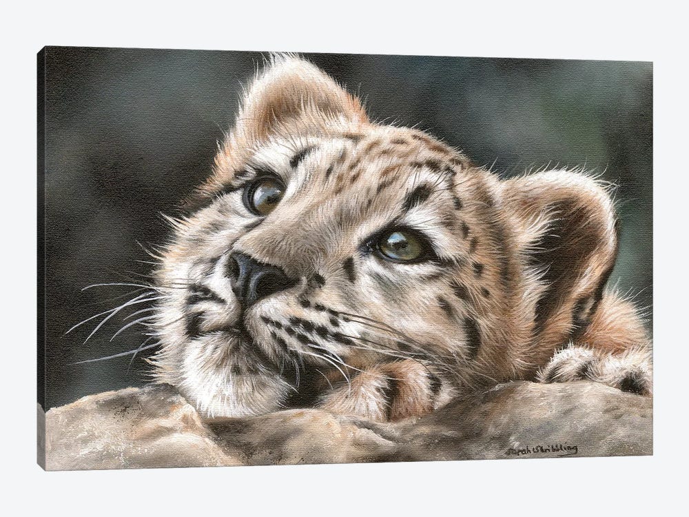 Snow Leopard Cub by Sarah Stribbling 1-piece Canvas Artwork