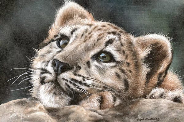Leopards: Snow Leopard Cub by Sarah Stribbling
