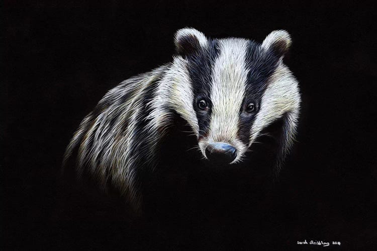 Badger