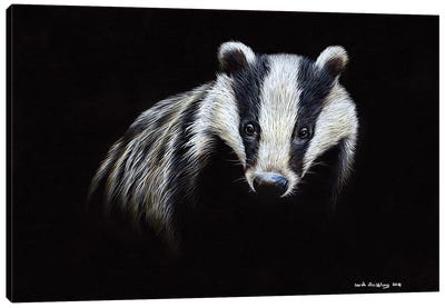 Badger Canvas Art Print - Badgers