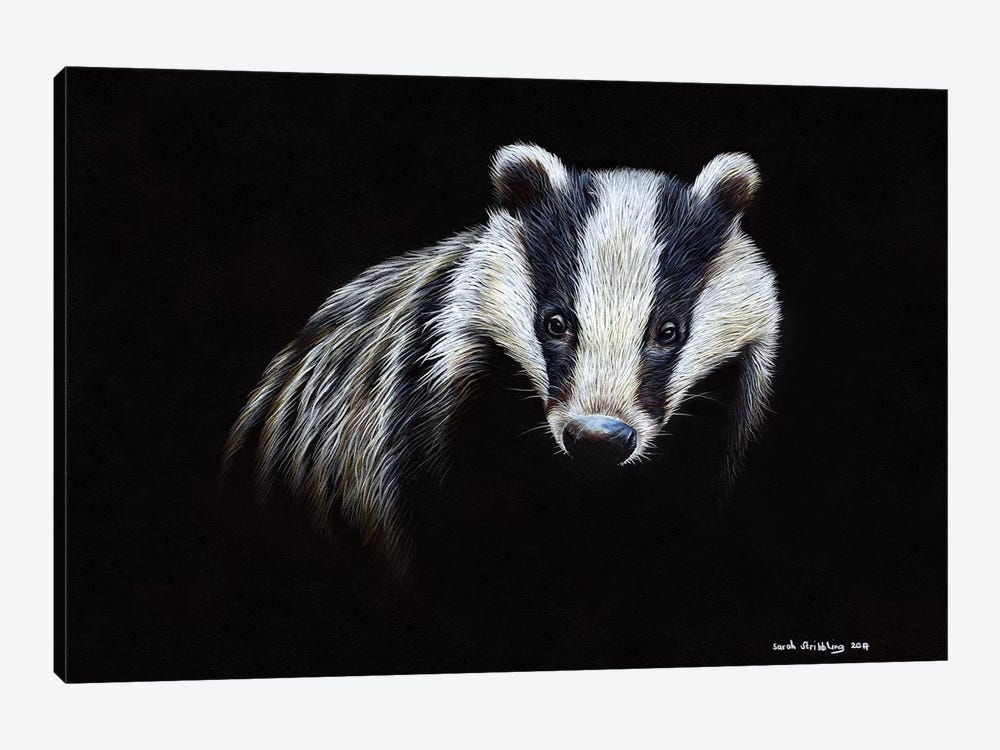 Badger by Sarah Stribbling 1-piece Canvas Print