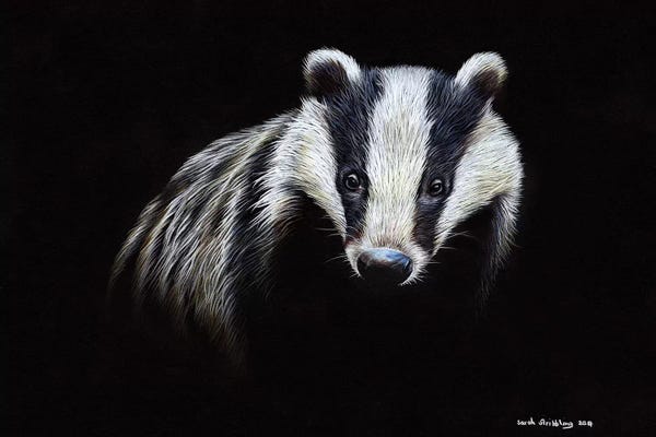 Badgers: Badger by Sarah Stribbling