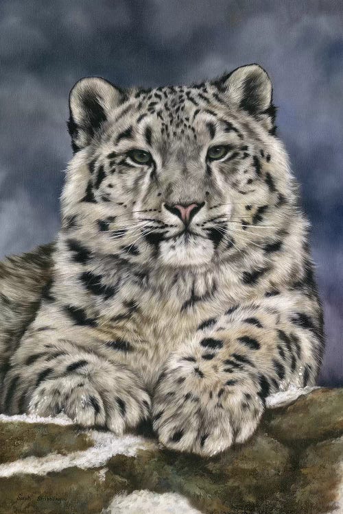 Snow Leopard III Canvas Artwork by Sarah Stribbling | iCanvas