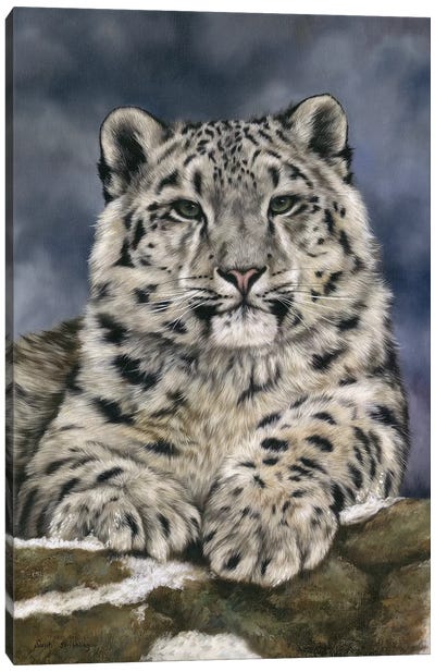 Snow Leopard III Canvas Art Print - Leopard Art