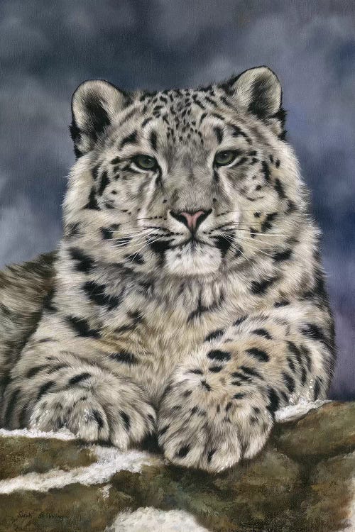 Snow Leopard III