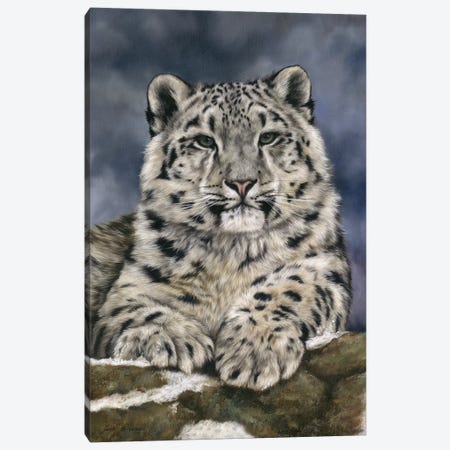 Snow Leopard III Canvas Print #SAS90} by Sarah Stribbling Canvas Artwork