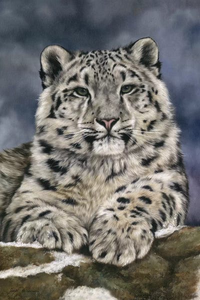 Leopards: Snow Leopard III by Sarah Stribbling