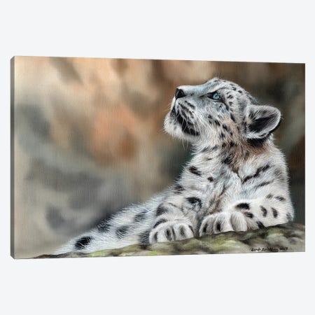 Snow Leopard Cub II Canvas Print #SAS91} by Sarah Stribbling Canvas Artwork