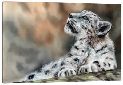 Snow Leopard Cub II Canvas Art Print - Sarah Stribbling