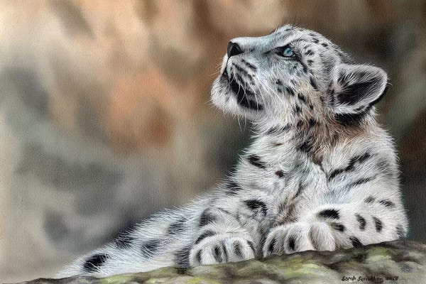 Leopards: Snow Leopard Cub II by Sarah Stribbling