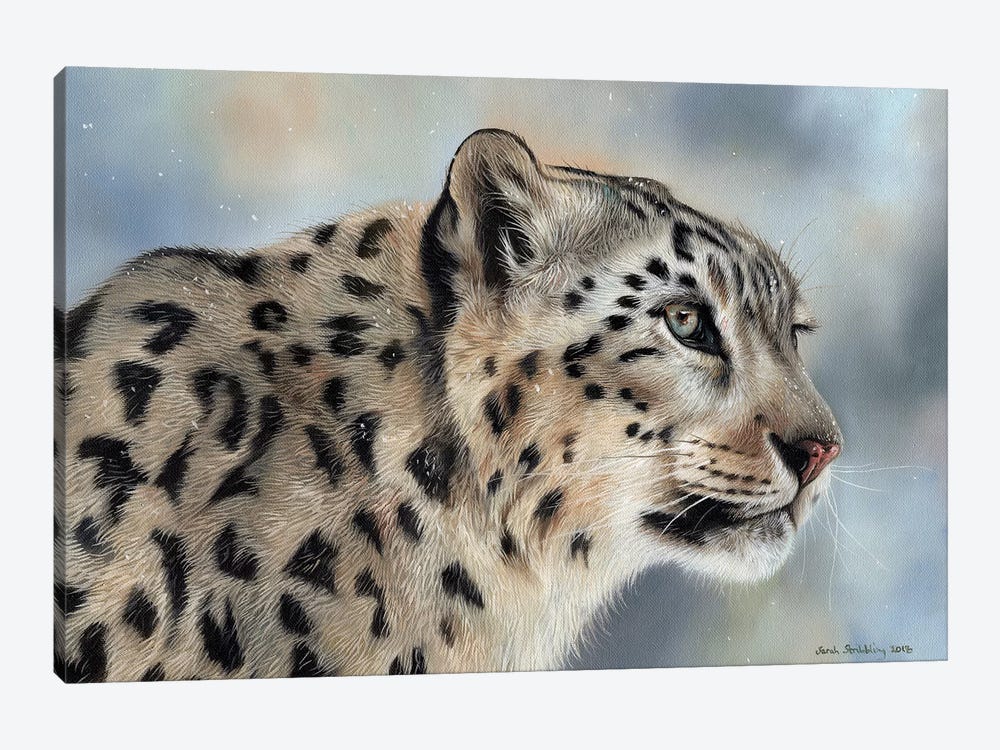 Snow Leopard IV by Sarah Stribbling 1-piece Canvas Wall Art