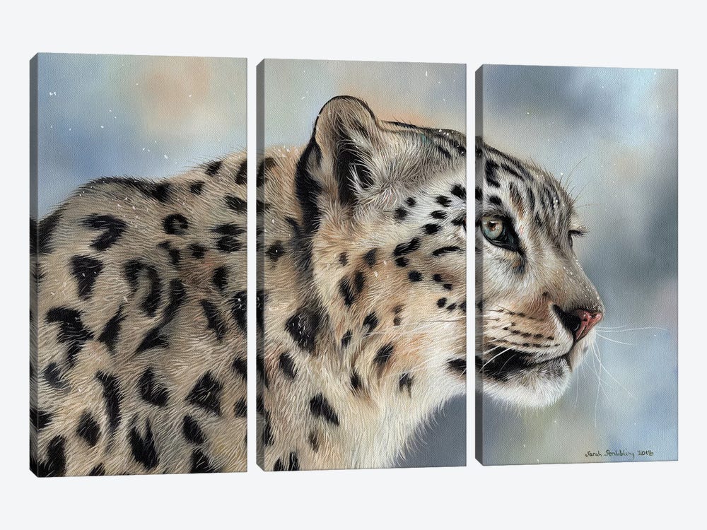 Snow Leopard IV by Sarah Stribbling 3-piece Canvas Art