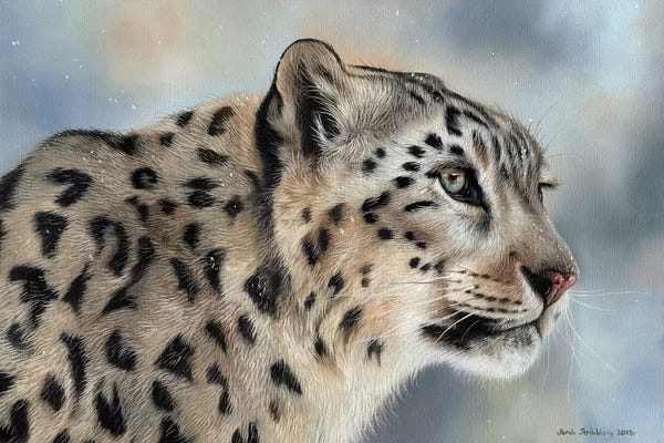 Leopards: Snow Leopard IV by Sarah Stribbling