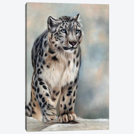 Snow Leopard Canvas Print #SAS93} by Sarah Stribbling Canvas Art
