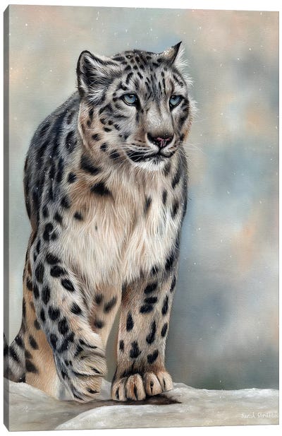 Snow Leopard Canvas Art Print - Sarah Stribbling