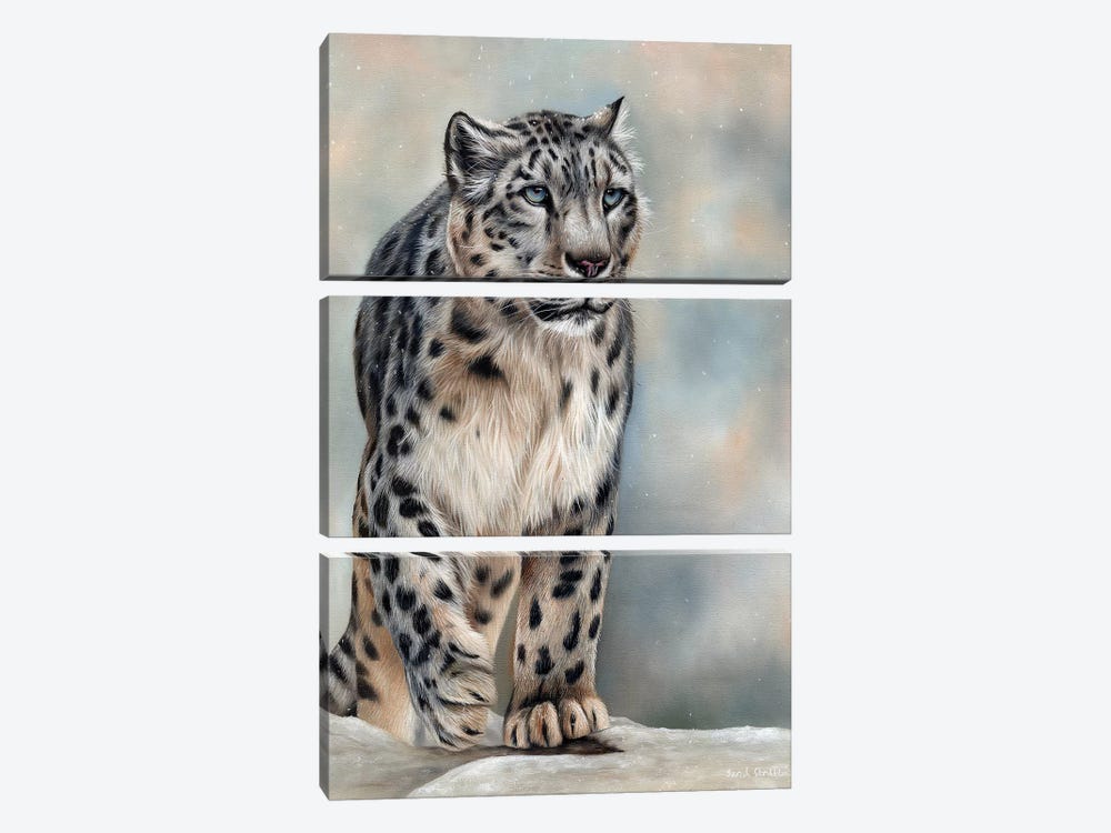 Snow Leopard by Sarah Stribbling 3-piece Art Print