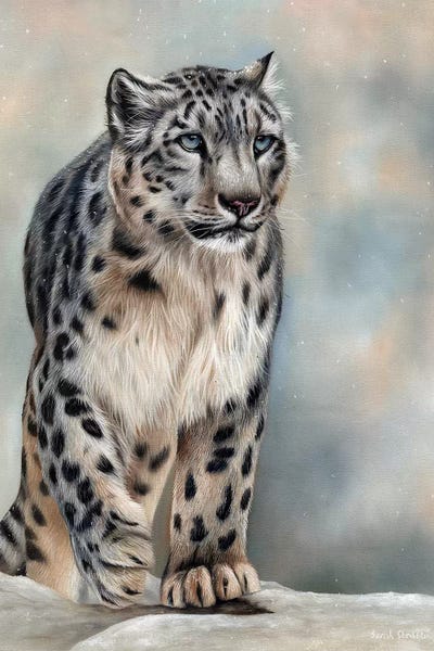 Leopards: Snow Leopard by Sarah Stribbling