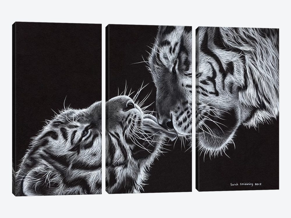 Tiger And Cub by Sarah Stribbling 3-piece Art Print