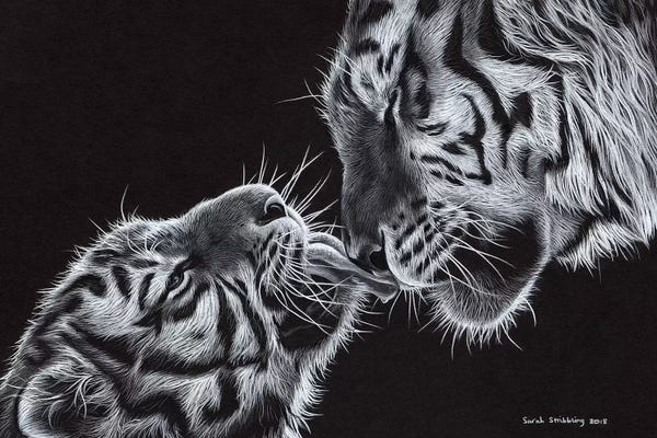 Tigers: Tiger And Cub by Sarah Stribbling