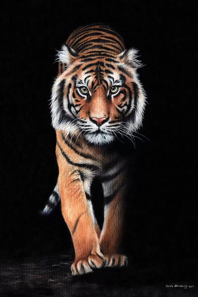 Tigers: Tiger Black by Sarah Stribbling