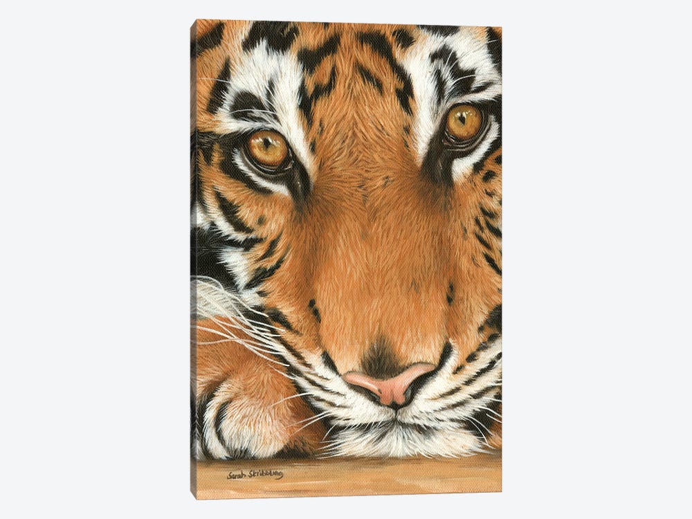 Tiger Close-Up I by Sarah Stribbling 1-piece Art Print