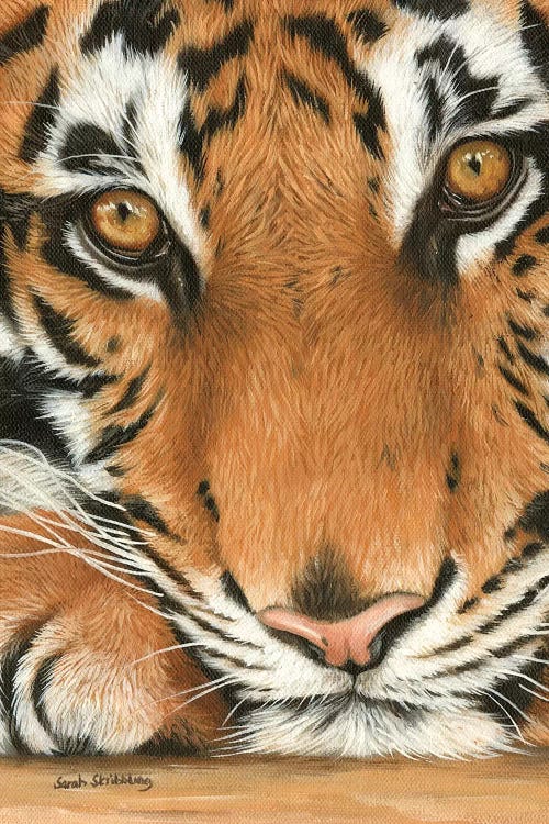 Tiger Close-Up I