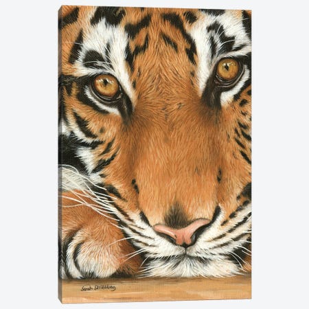 Tiger Close-Up I Canvas Print #SAS99} by Sarah Stribbling Canvas Wall Art