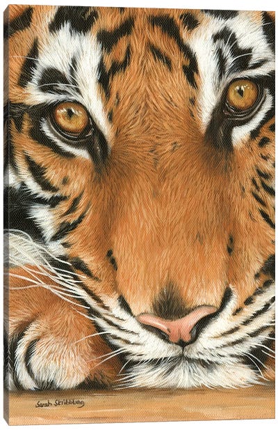 Tiger Close-Up I Canvas Art Print - Sarah Stribbling
