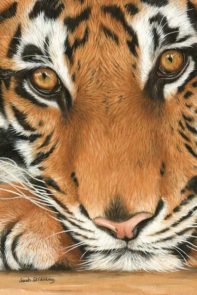 Tigers: Tiger Close-Up I by Sarah Stribbling