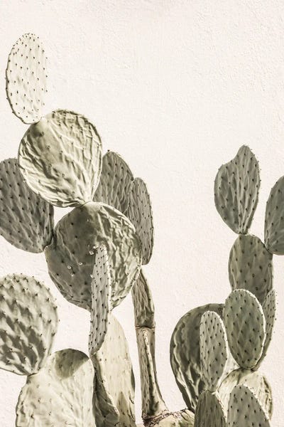 Succulents: Mexi Catus by Shot by Clint