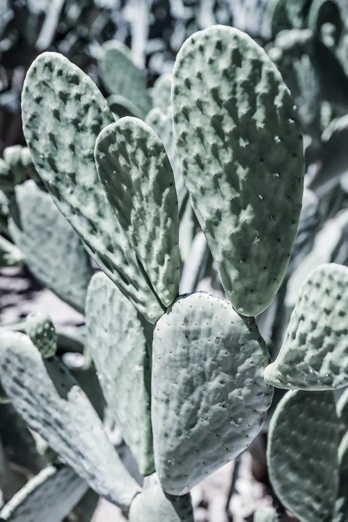 Mexi Pears by Shot by Clint wall art