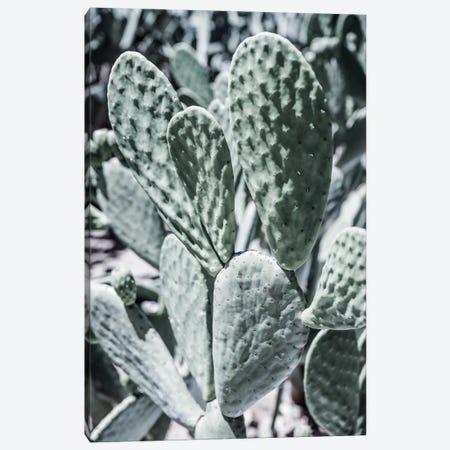 Mexi Pears Canvas Print #SBC103} by Shot by Clint Canvas Print