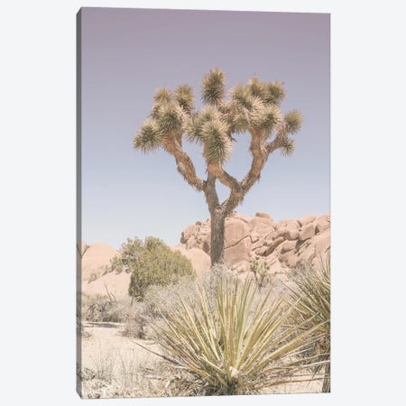 Mojave Desert Canvas Print #SBC106} by Shot by Clint Canvas Artwork