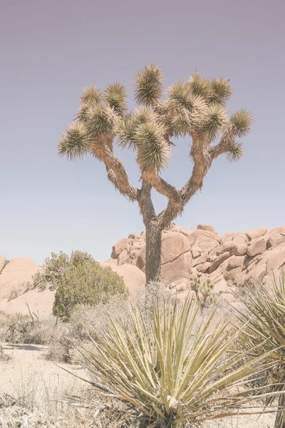 Desert: Mojave Desert by Shot by Clint