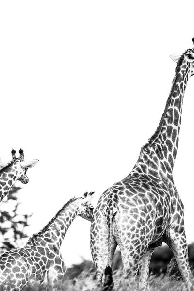 Giraffes: Mothers Child by Shot by Clint